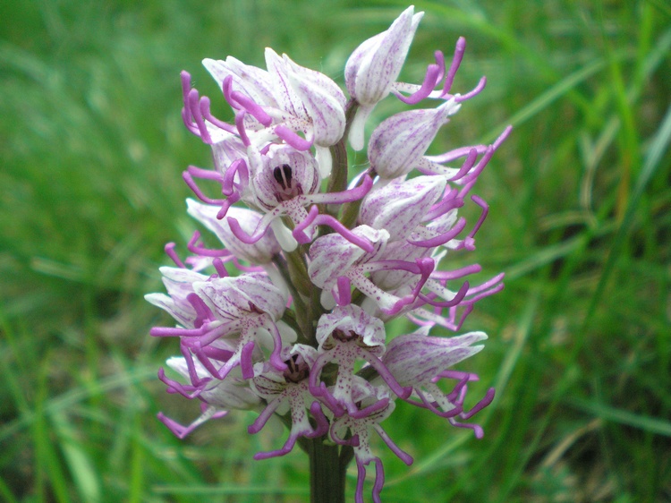 orchidee del perugino